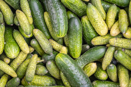 fresh cucumbers after harvest on the marketの写真素材