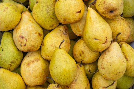 many yellow pears after harvest on the marketの写真素材