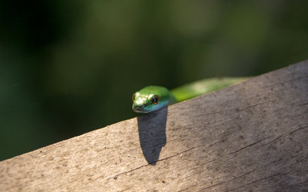 Green Tree Snakeの写真素材