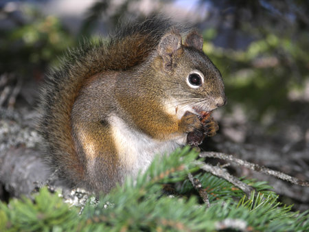 Squirellの写真素材