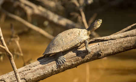 Sunbaking Turtle