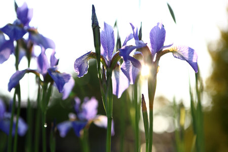 Flowery meadow   Beautiful iris flowers, flowery meadow の写真素材