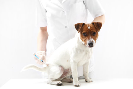 Dog on vaccination vetの写真素材