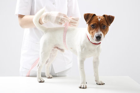Young Jack Russell Terrier dog at veterinarian during the measuring circuitの写真素材