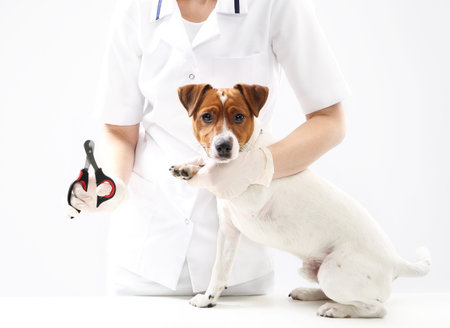Young Jack Russell Terrier dog at veterinarianの写真素材