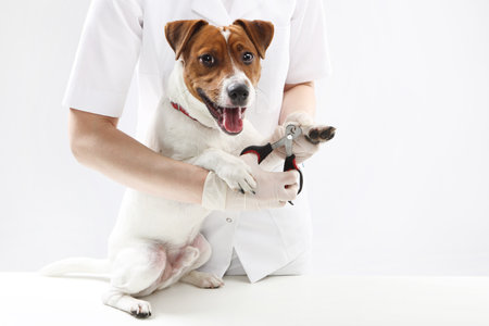 Puppy to the vet, trimming clawsの写真素材