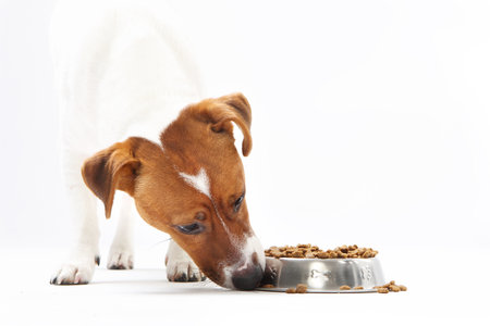 Vitamin delicacy, healthy diet dogの写真素材