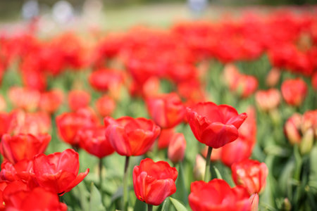 plantation of tulipsの写真素材