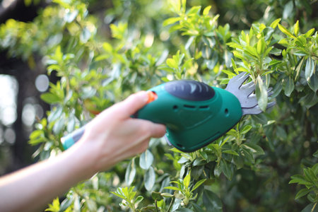 Euonymus crop plants. Woman cut green bush clippers in the gardenの写真素材