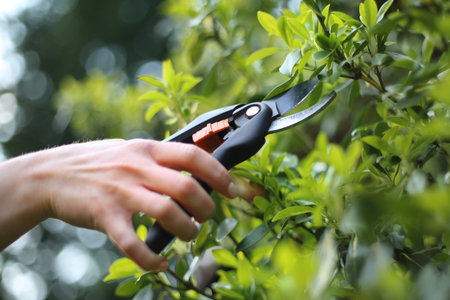 Garden tools pruning shears. Woman cut green bush clippers in the gardenの写真素材