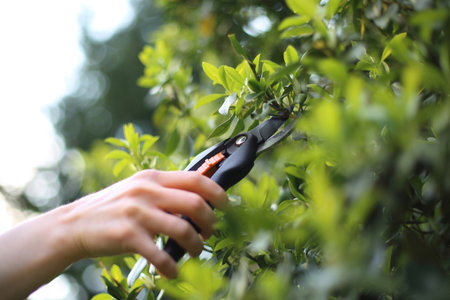 Spring gardening. Woman cut green bush clippers in the gardenの写真素材