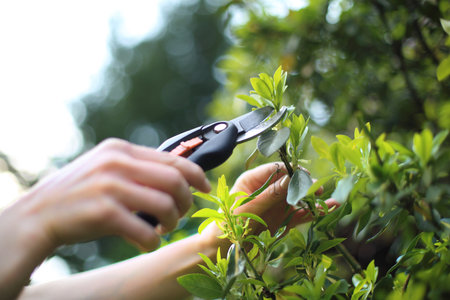 Gardening and horticulture. Woman cut green bush clippers in the gardenの写真素材