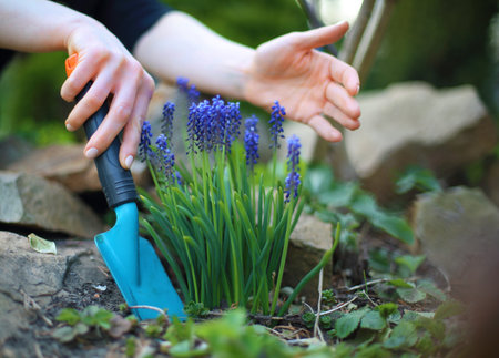Planting flowers spring gardening. Blue hyacinth flowers bloom in spring spot of gardeningの写真素材