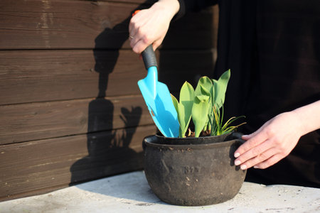 Spring gardening. Female plants are planted in a potの写真素材