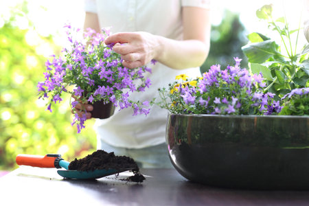 Floral composition violet colorの写真素材