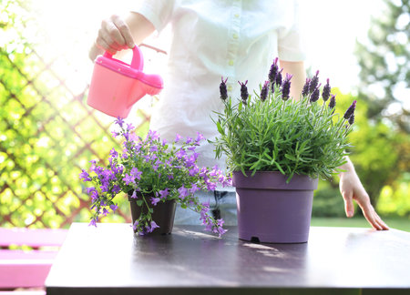 Watering plants. The woman watering the plants in the garden.の写真素材