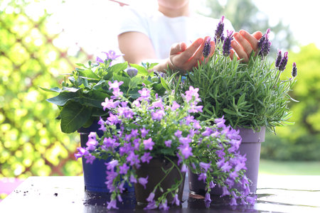 lavender. Female plants in pot plants forming a beautiful flower compositionの写真素材