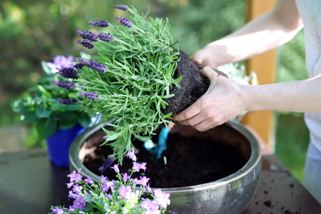 Planting work in the gardenの写真素材
