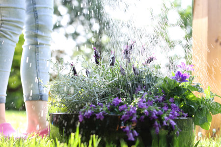 watering the gardenの写真素材