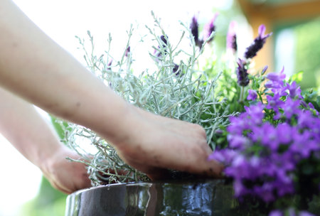 Take care of your plants.の写真素材