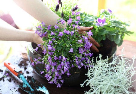 Planting flower gardenの写真素材