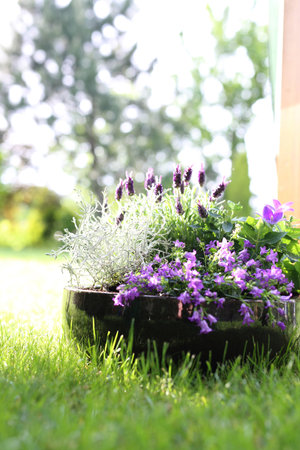 Floral composition violet colorの写真素材