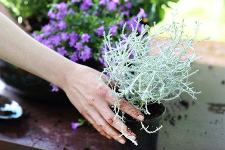 Kalocefalus plant with silvery foliage colorの写真素材