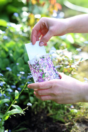 Matthiola longipetala. Hands gardener sowing seeds of plants in the garden spot of gardeningの写真素材