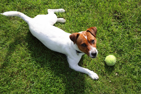 Play with a dogの写真素材