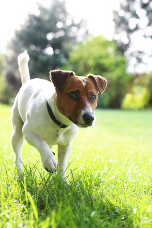 The dog breed Jack Russell terrier on the green grass on a sunny dayの写真素材