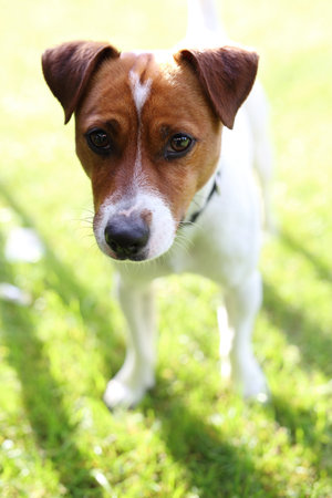 Dog in the garden. The dog breed Jack Russell terrier on the green grass on a sunny dayの写真素材