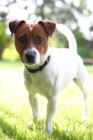 jack russell terrierの写真素材