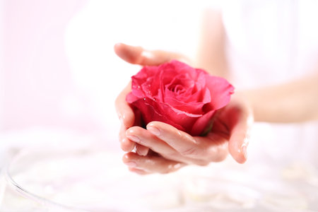 Red rose, a symbol of beautyの写真素材