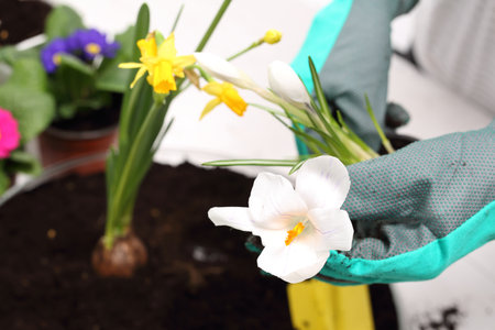 Transplanting flowersの写真素材