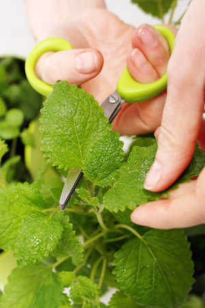The woman cut fresh herbs Herb scissors with multiple blades.