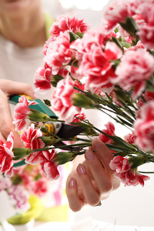 Pink, cutting flowers with pruning shears.の写真素材