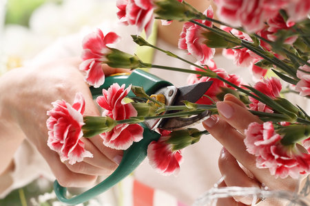 Pink, cutting flowers with pruning shears. Pink carnations, gardener cut faded flowersの写真素材