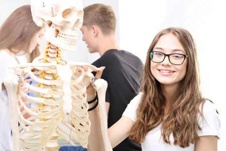 Teenagers on biology lesson School, anatomy lesson, students watch a model skeletonの写真素材