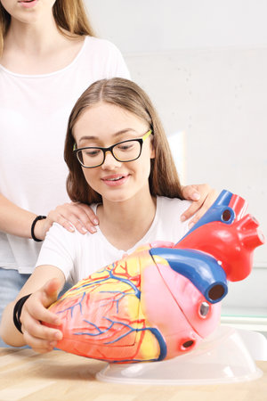 Schoolgirl on lesson biology watching model of the human heartの写真素材