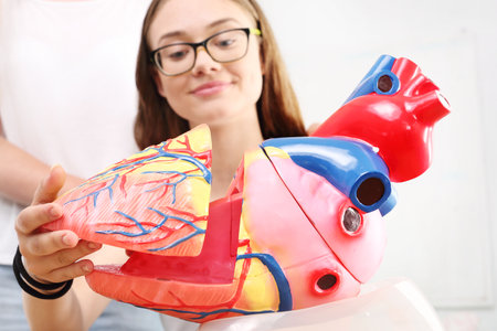 Heart. Students on biology lessons watch model of the human heartの写真素材
