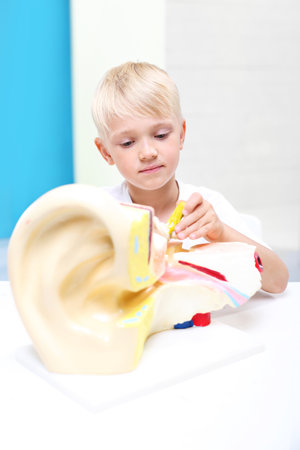 Children watch a model of the human ear.の写真素材