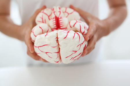 Construction of the brain. A child holds in his hands a model of the human brain.の写真素材