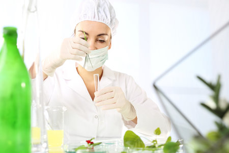 In vitro plants. Plant propagation.の写真素材