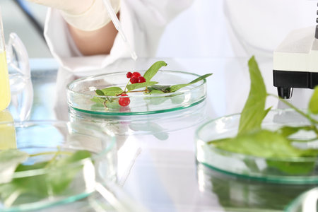 Laboratory grafting plants. Biotechnologist examine the plant samples in the laboratoryの写真素材