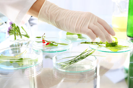 Plant propagation. Biotechnologist examine the plant samples in the laboratoryの写真素材