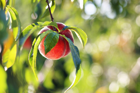 Peach. Ecological cultivation of peaches in the fruit orchard
