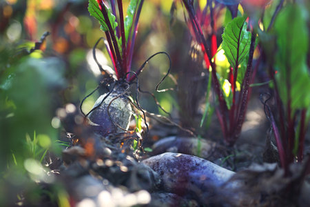 Red beets. Garden vegetable patch with beetsの写真素材