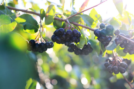 Chokeberry.の写真素材