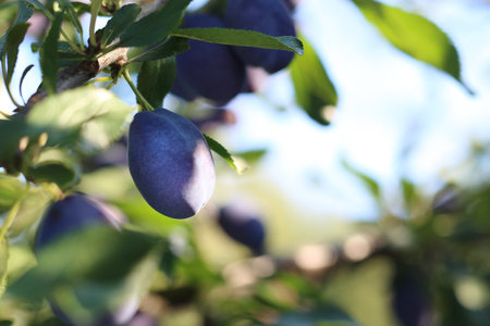 Plums. Growing plums in the orchard fruitの写真素材