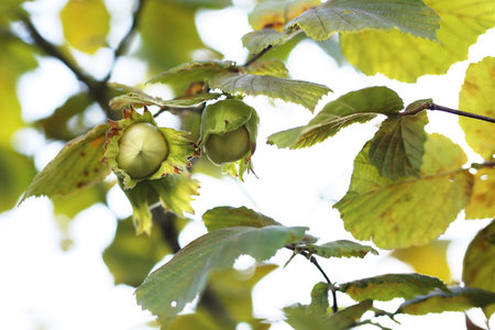 Hazel. Hazelnuts on hazel treeの写真素材